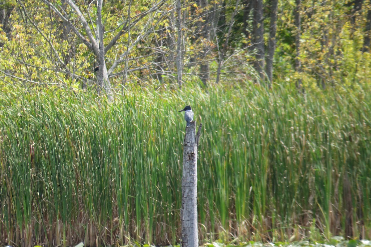 Belted Kingfisher - ML642728385