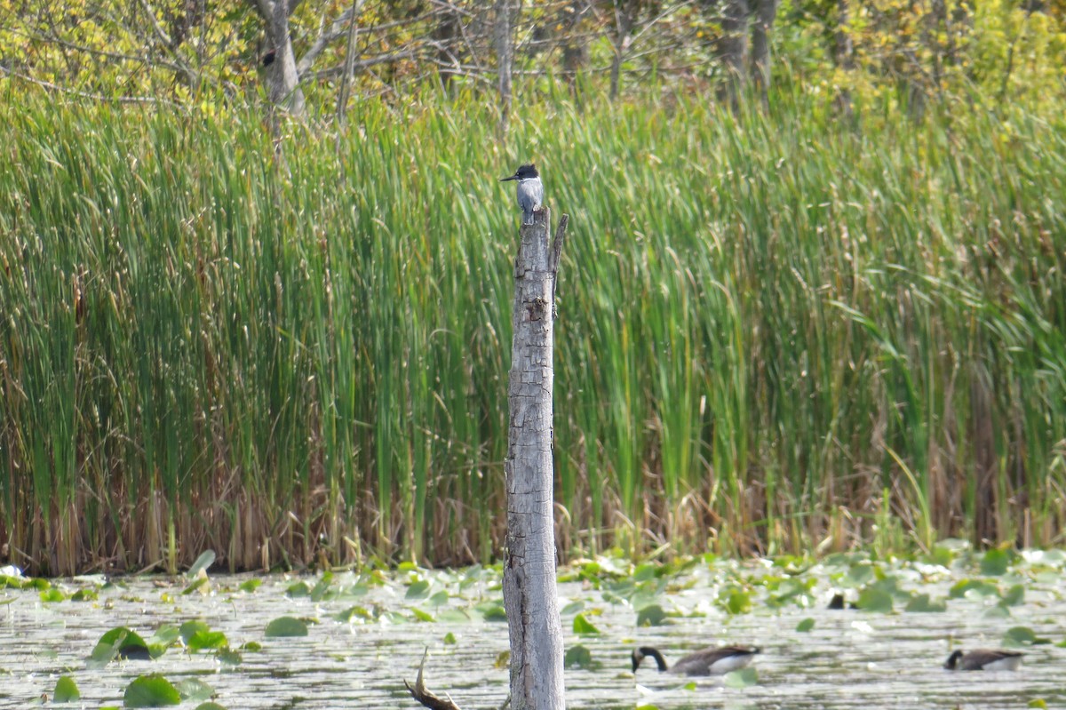 Belted Kingfisher - ML642728386