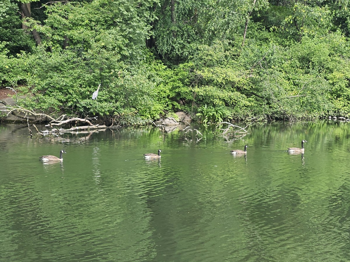 Canada Goose - ML642728412