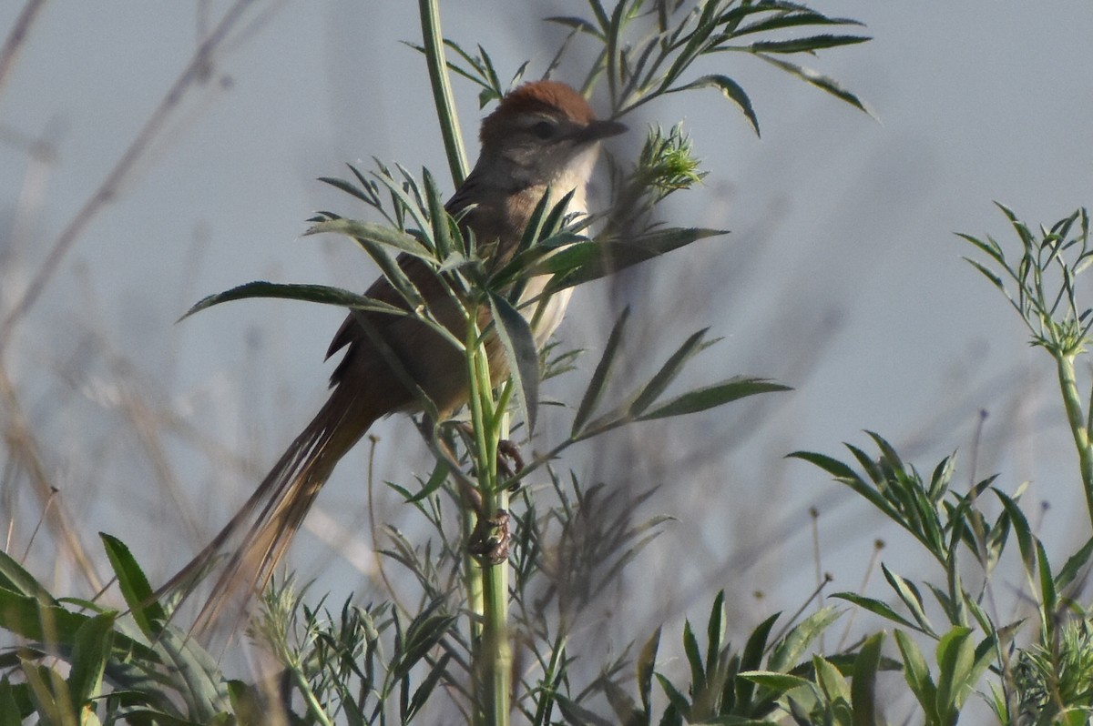 Tawny Grassbird - ML642728424
