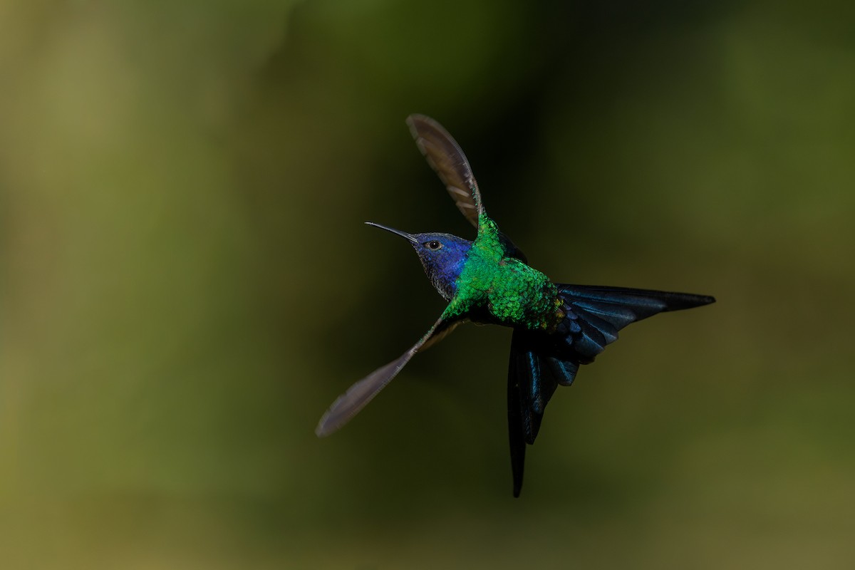 Colibri hirondelle - ML642728425
