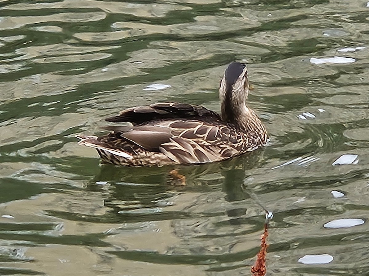 Mallard - ML642728447