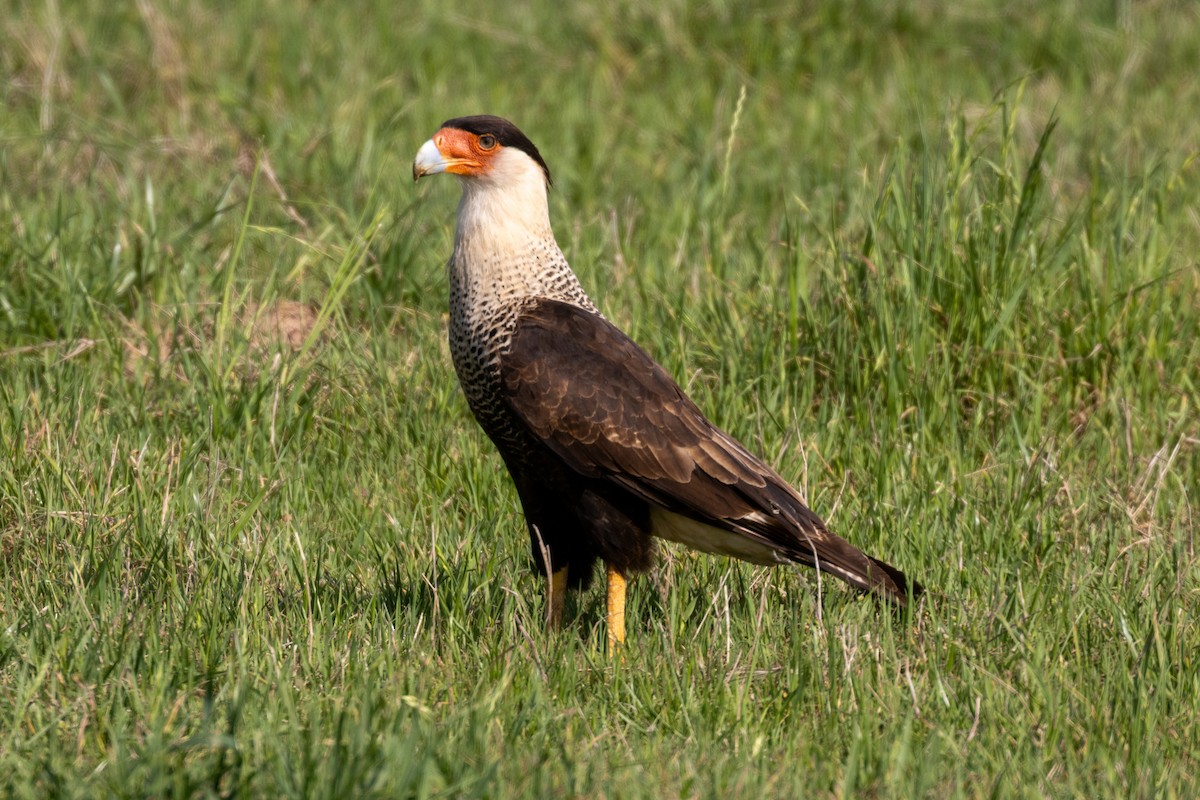 Crested Caracara (Northern) - ML642728452