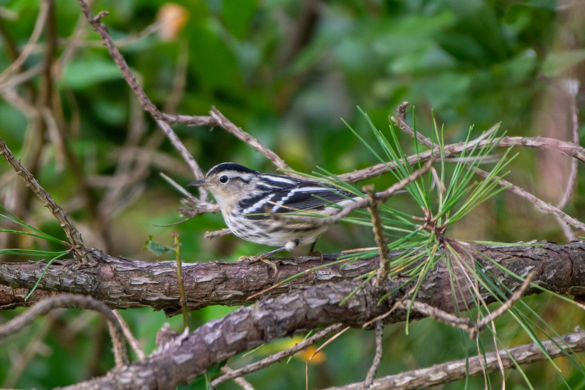 Black-and-white Warbler - ML642728466