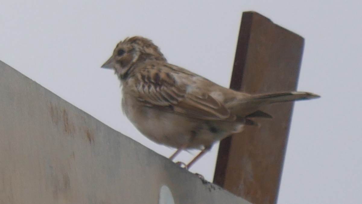 Lark Sparrow - ML642728467