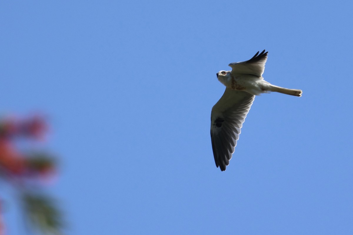 White-tailed Kite - ML642728468
