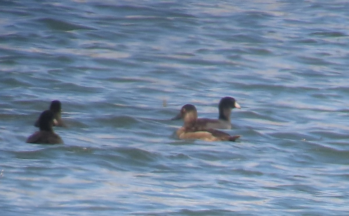 Ring-necked Duck - ML642728474