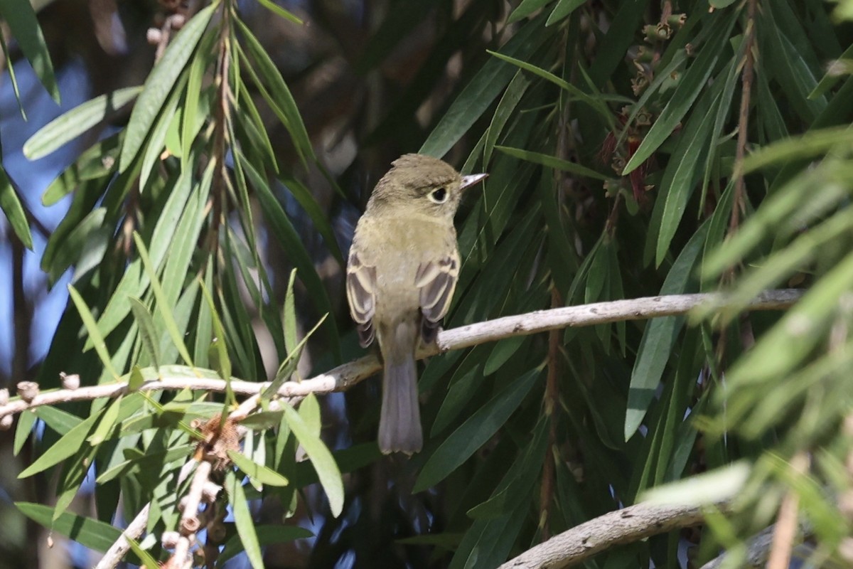 Western Flycatcher (Pacific-slope) - ML642728478