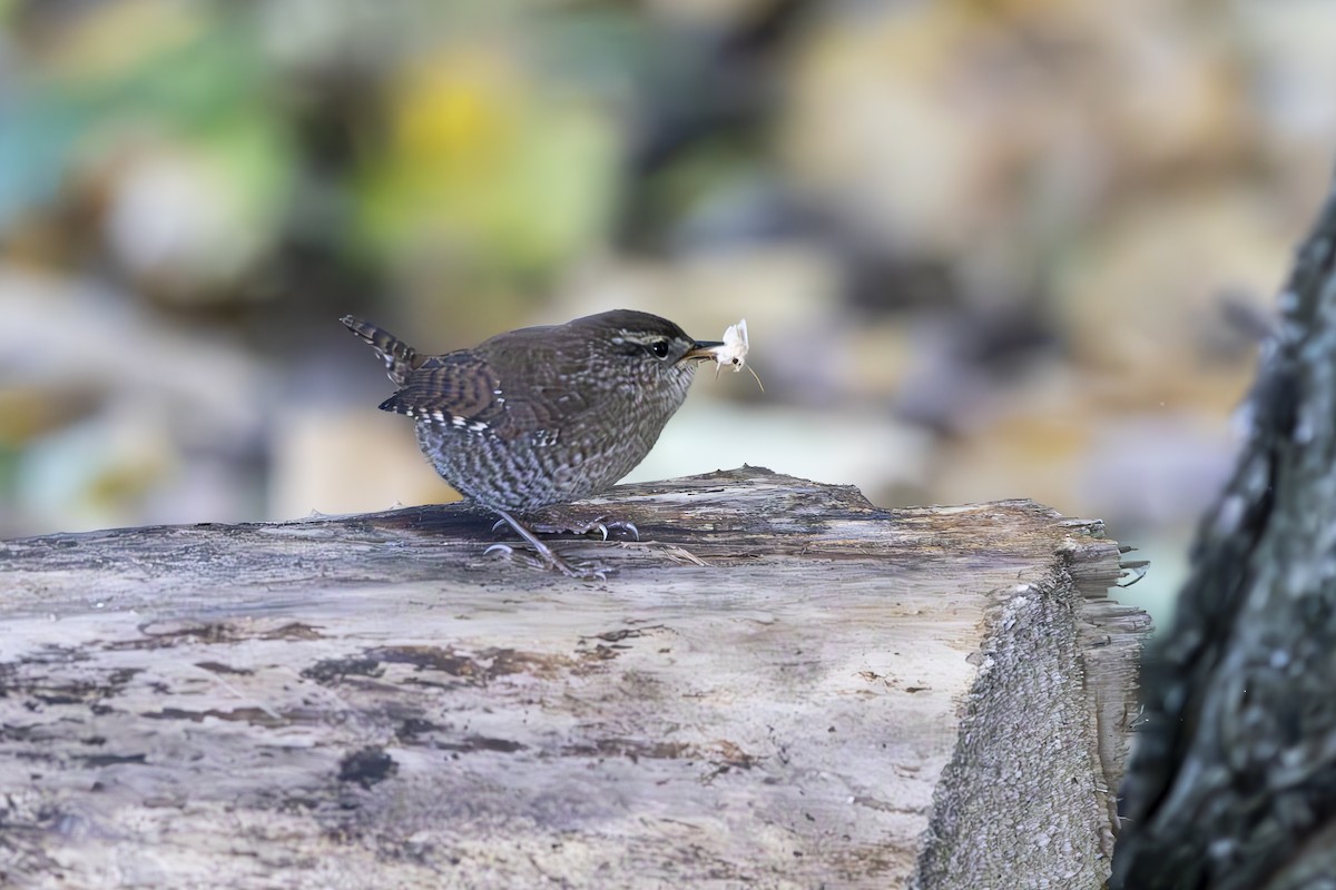 Winter Wren - ML642728485