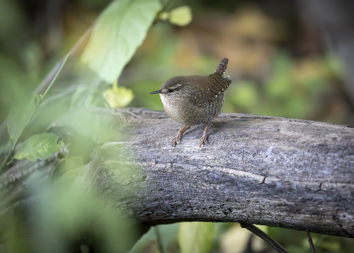 Winter Wren - ML642728490