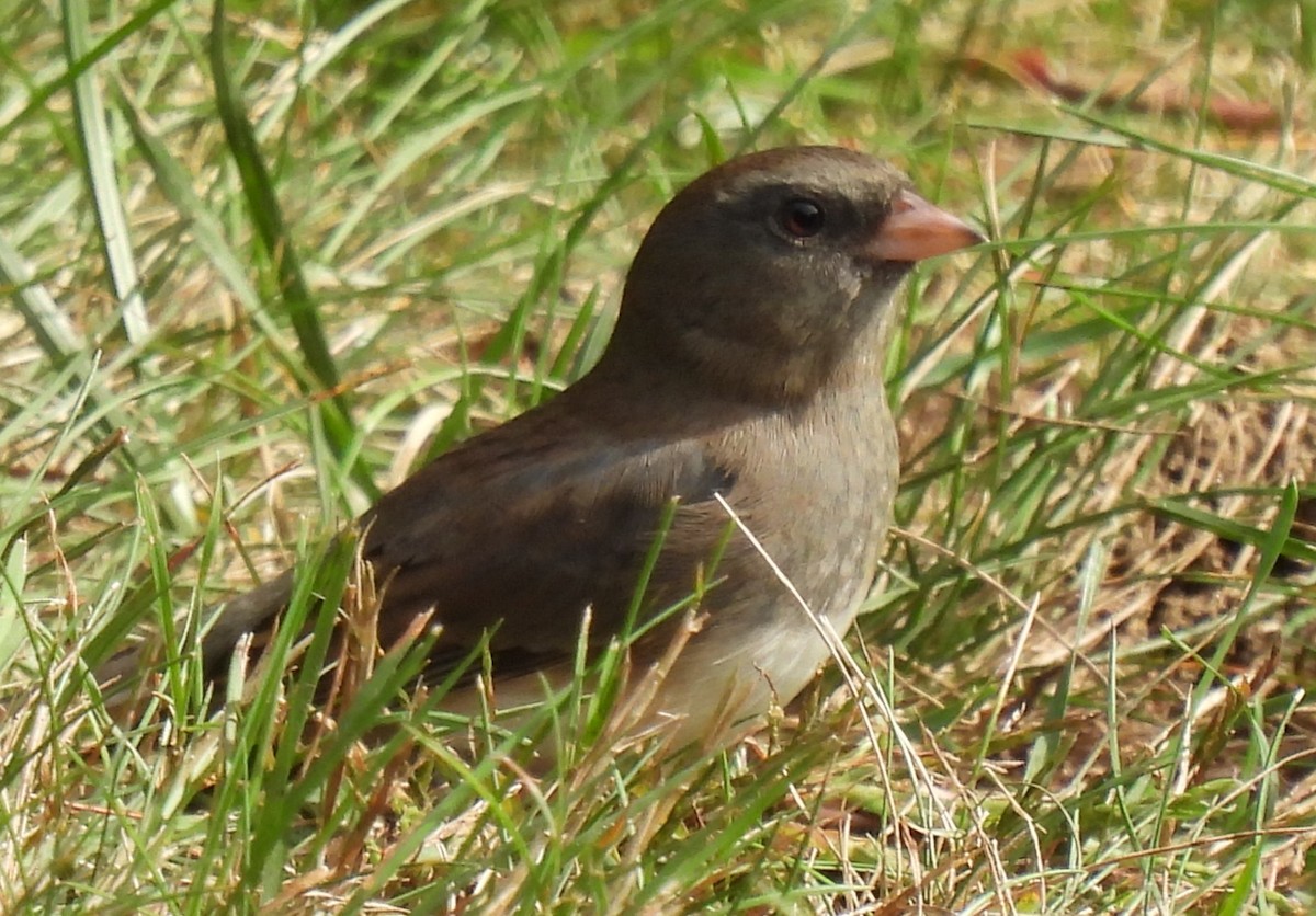 Dark-eyed Junco - ML642728492