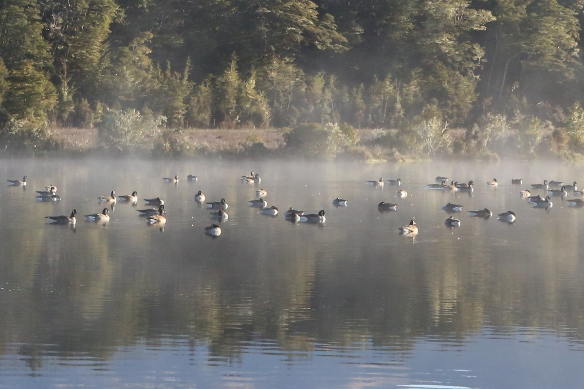 Canada Goose - ML642728493