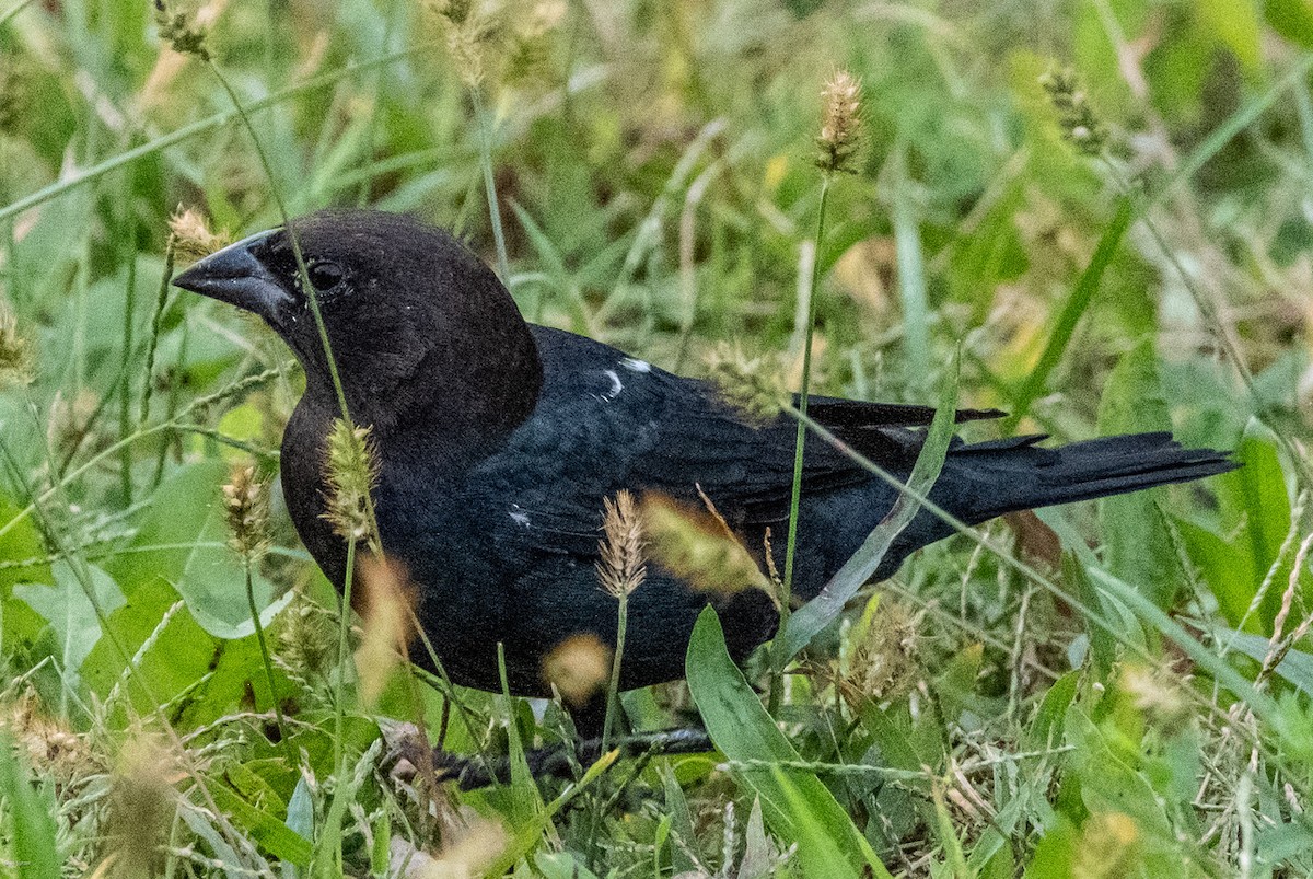 Brown-headed Cowbird - ML642728505