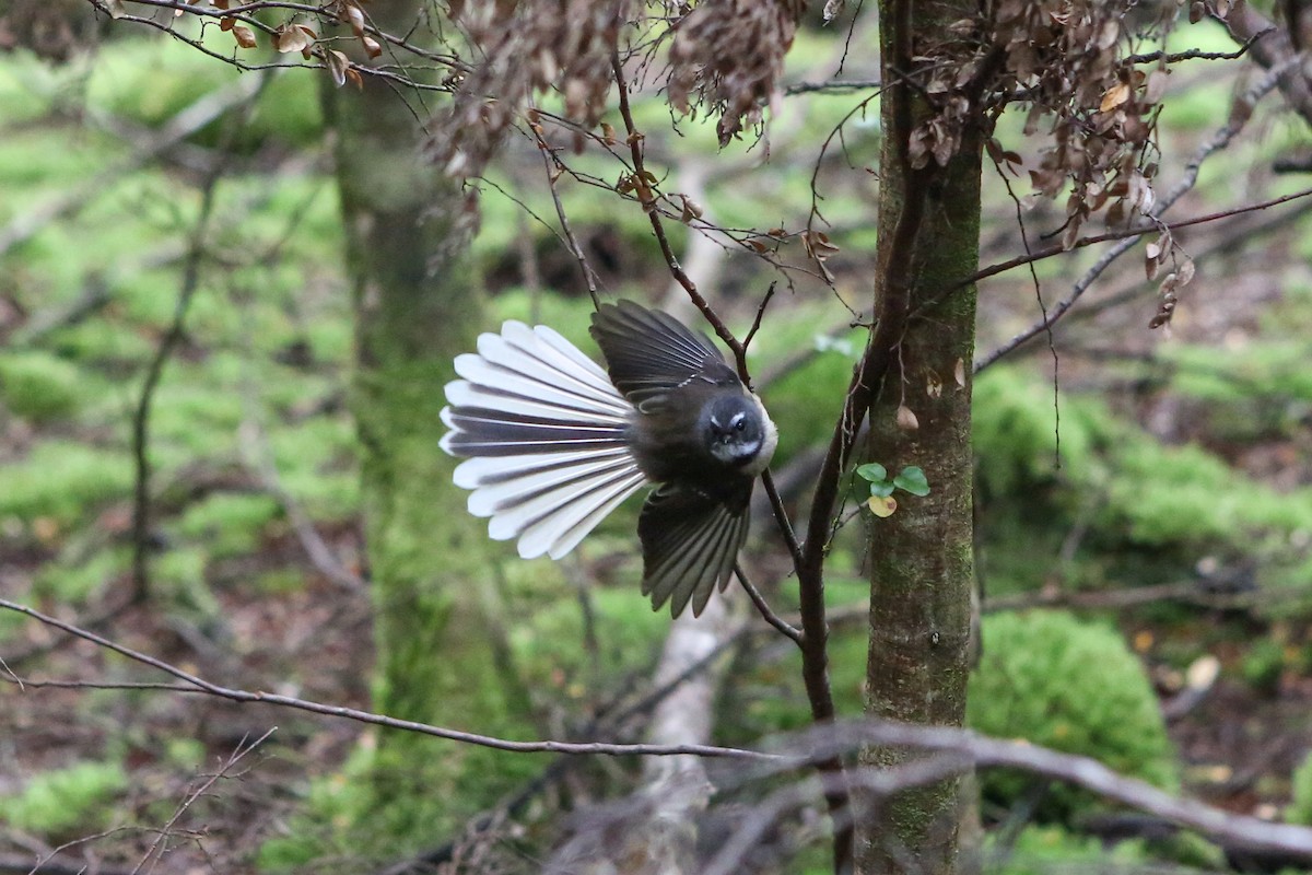 New Zealand Fantail - ML642728535