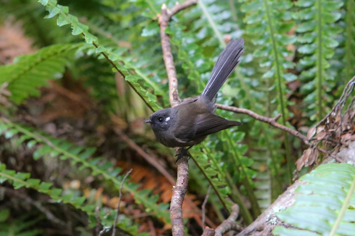 New Zealand Fantail - ML642728539