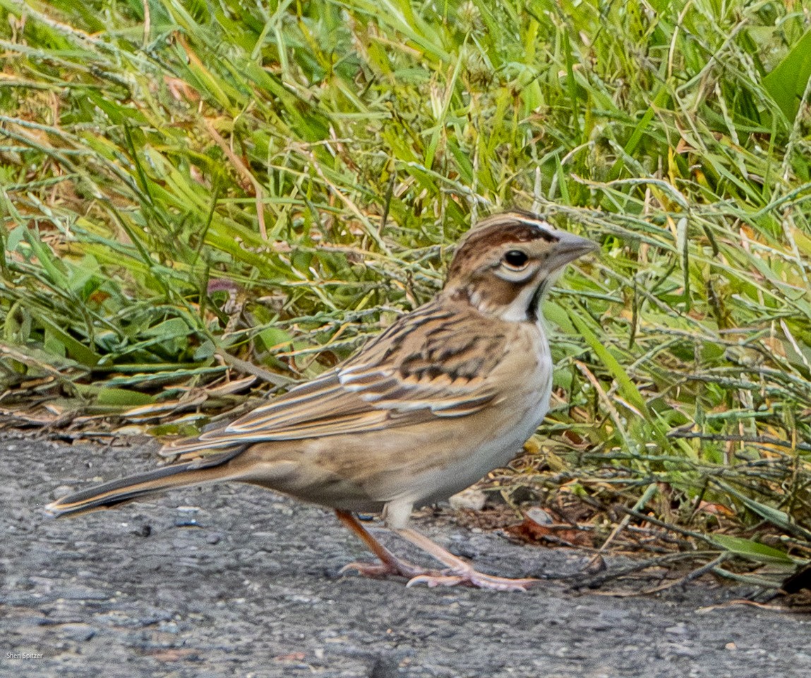 Lark Sparrow - ML642728540