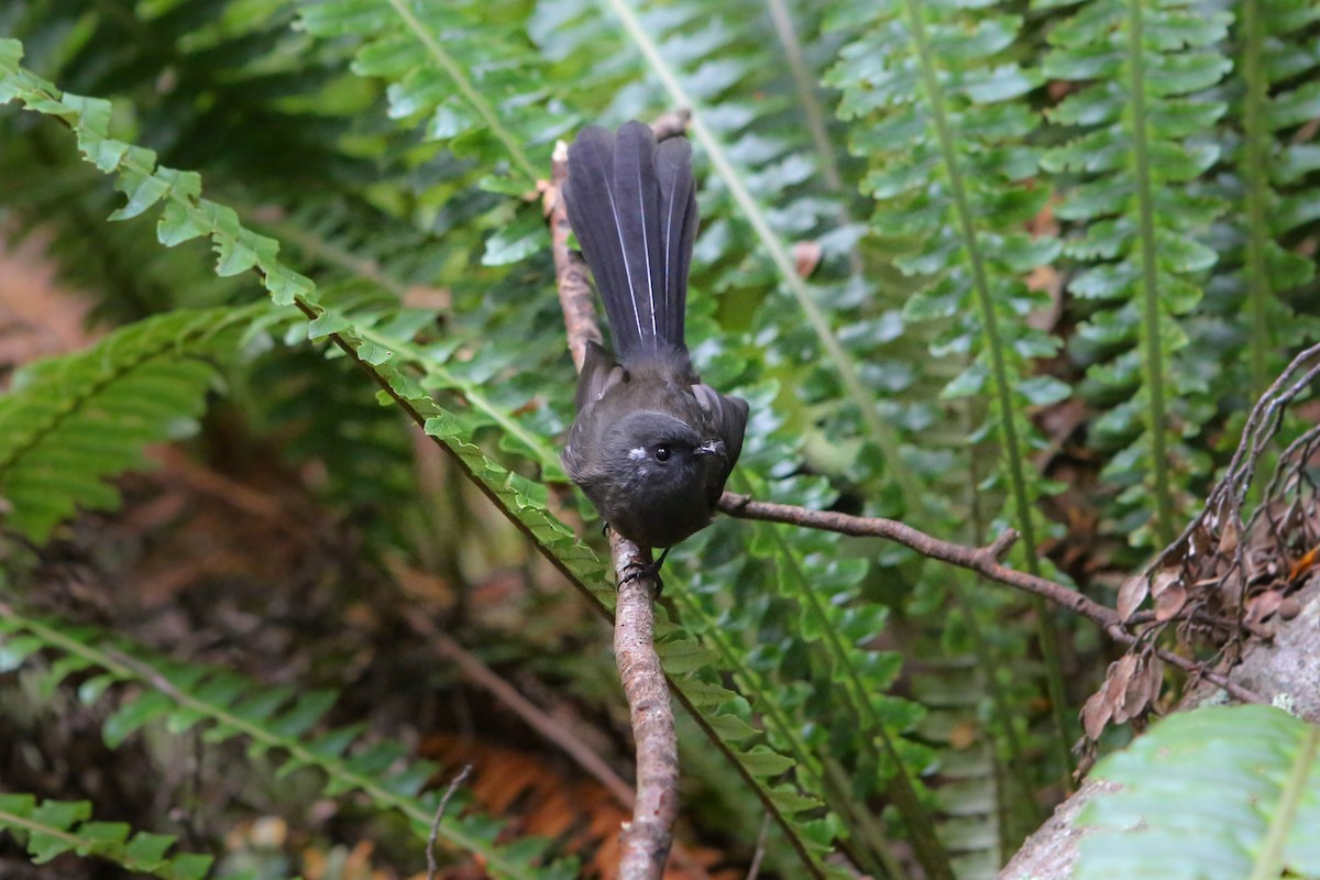New Zealand Fantail - ML642728541