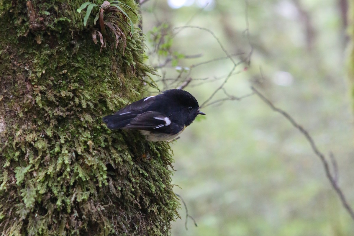 Tomtit Bülbülü [macrocephala grubu] - ML642728542