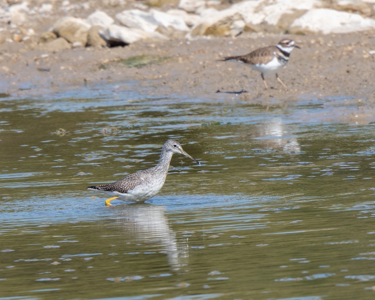 Greater Yellowlegs - ML642728547