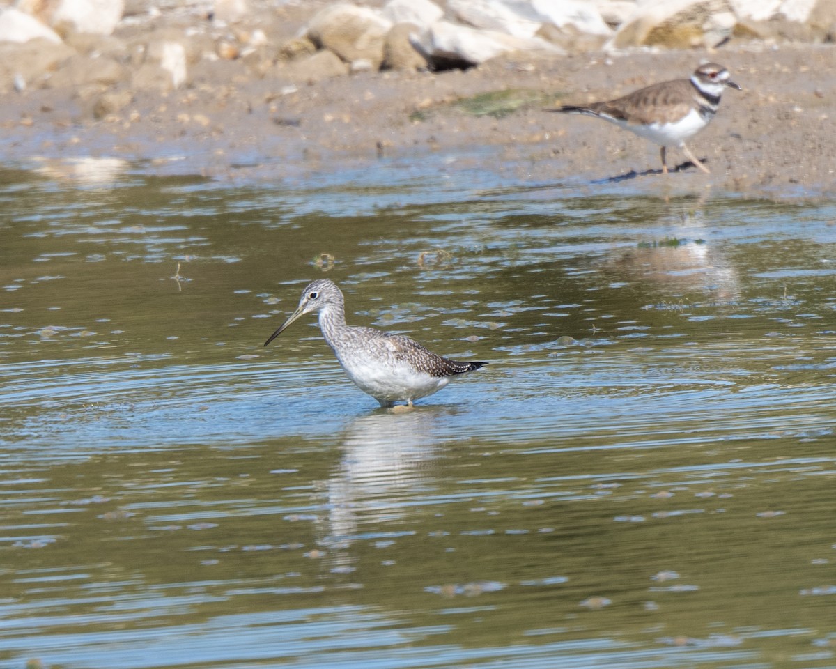 Greater Yellowlegs - ML642728548