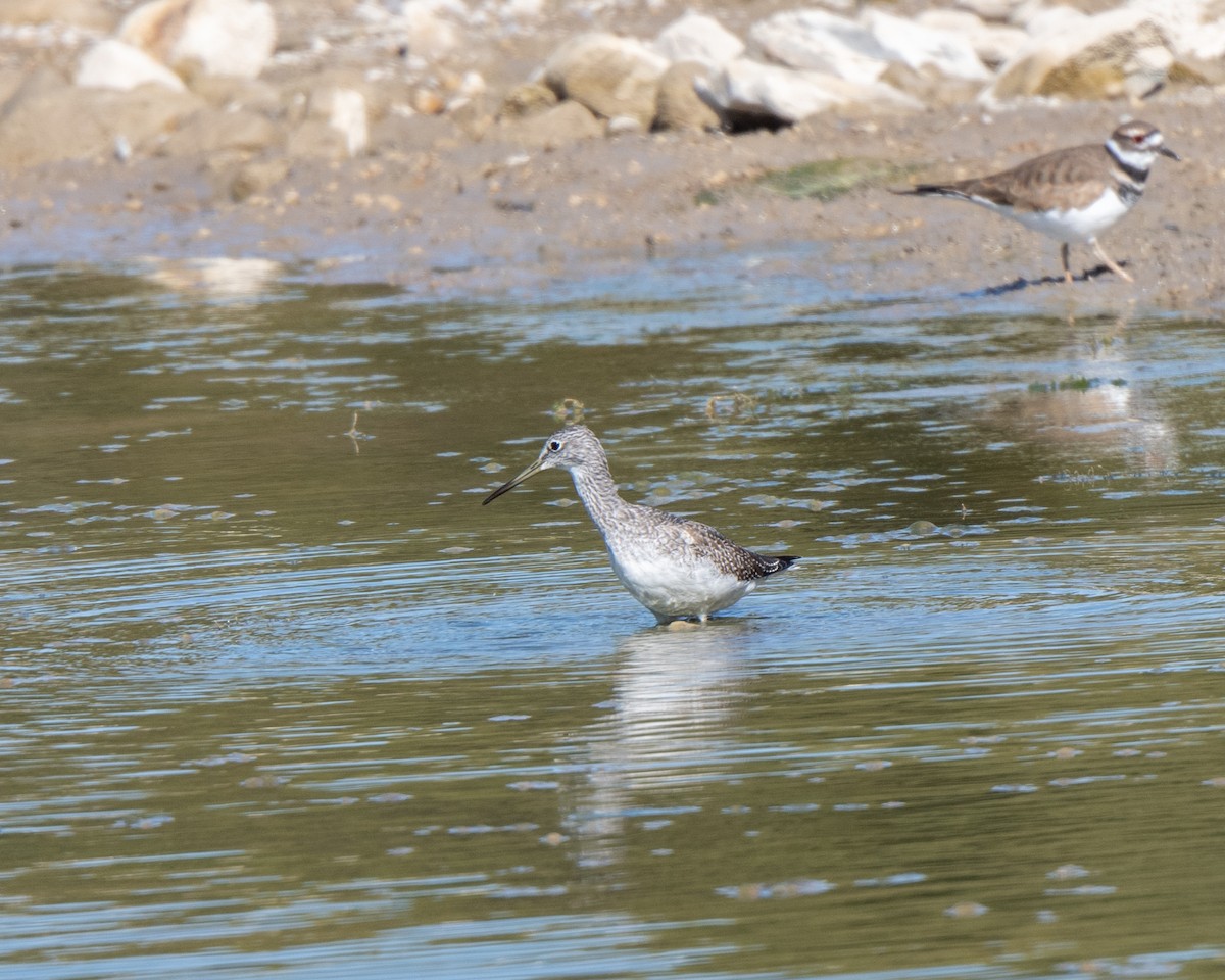 Greater Yellowlegs - ML642728549