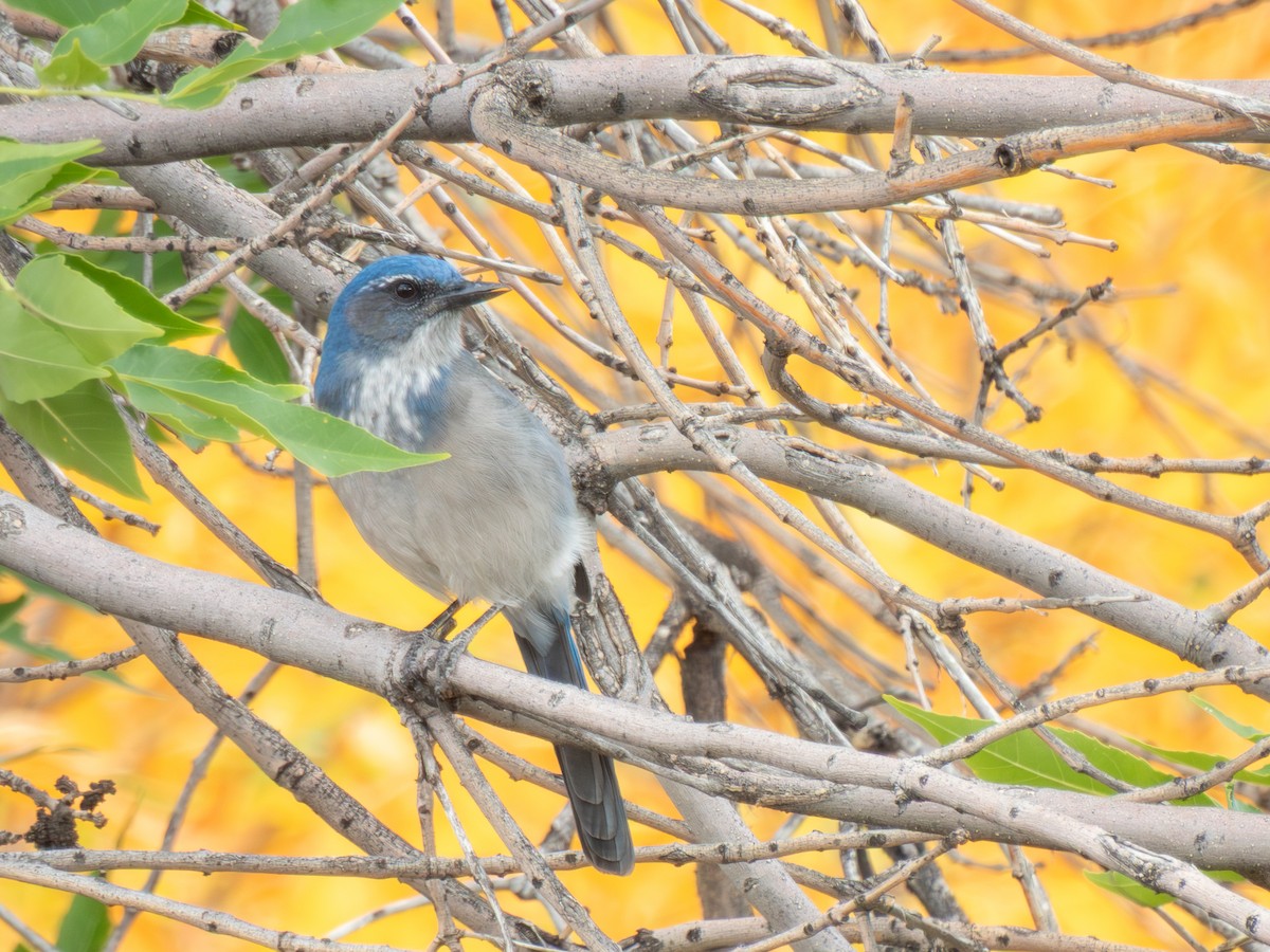 Woodhouse's Scrub-Jay - ML642728562