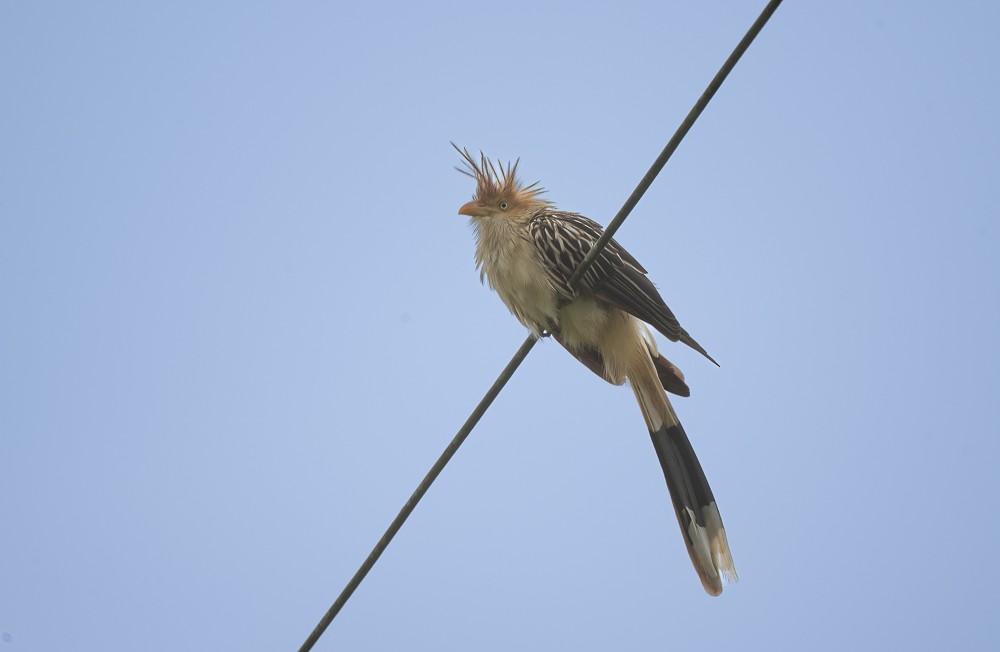 Guira Cuckoo - ML642728566