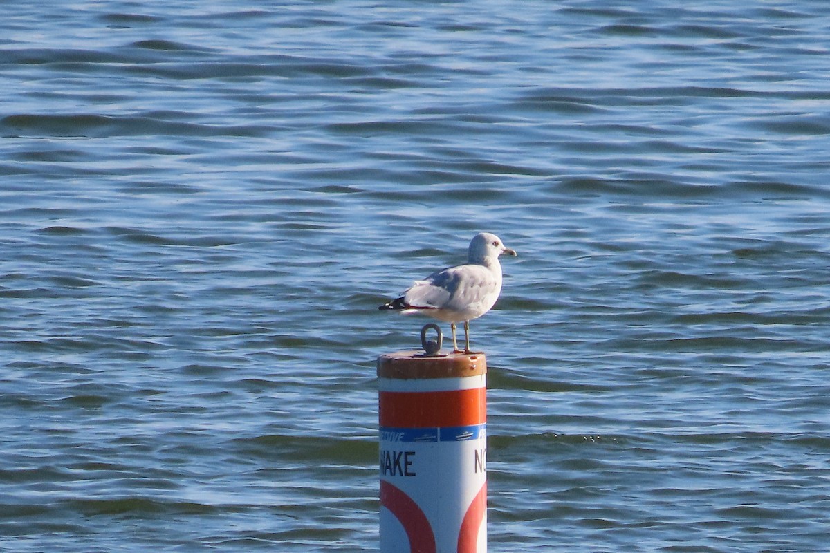 Ring-billed Gull - ML642728571