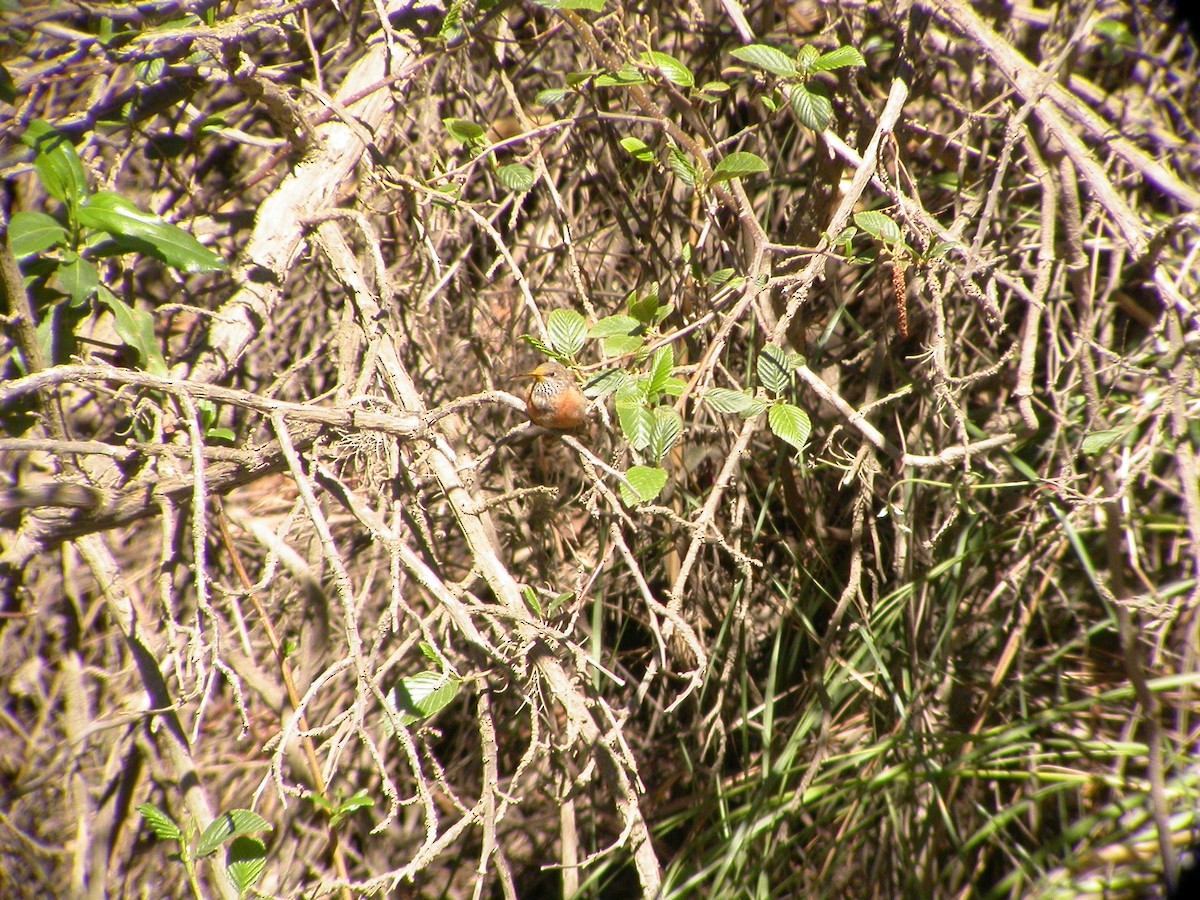 Rotflankenkolibri - ML642728582
