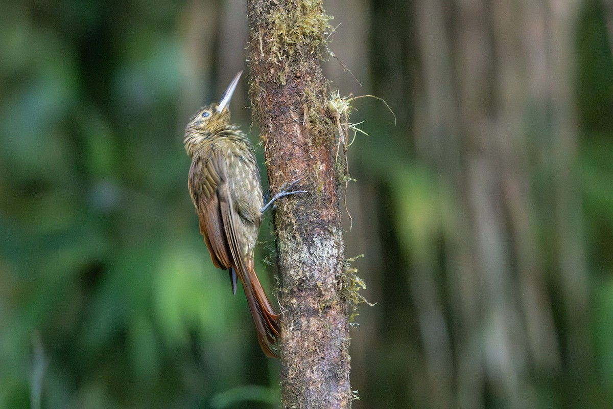 Spotted Woodcreeper - ML642728611