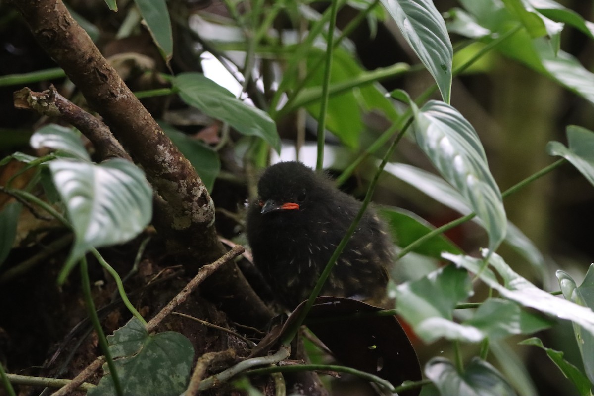 Scaled Antpitta - ML642728616
