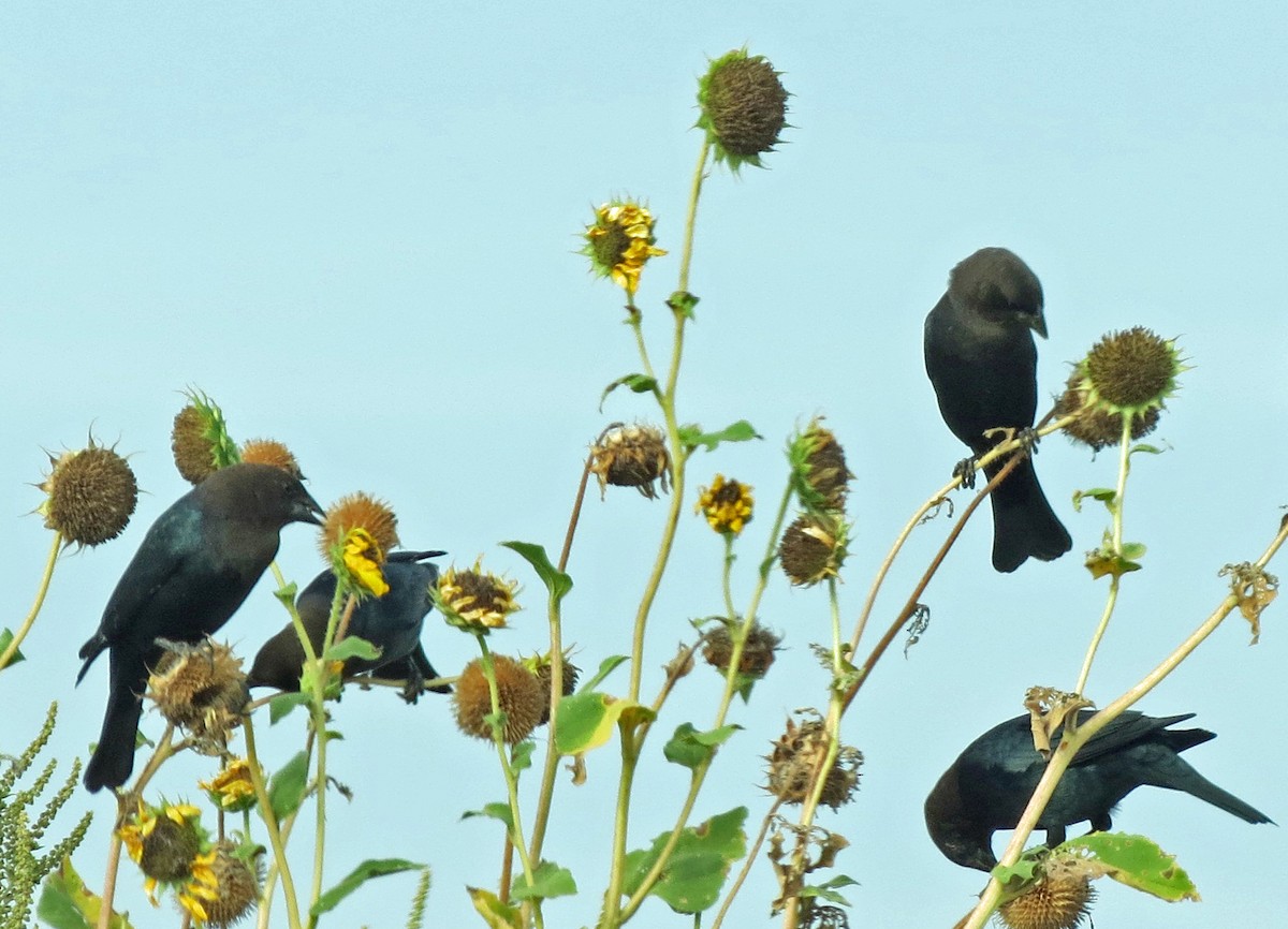 Brown-headed Cowbird - ML642728624