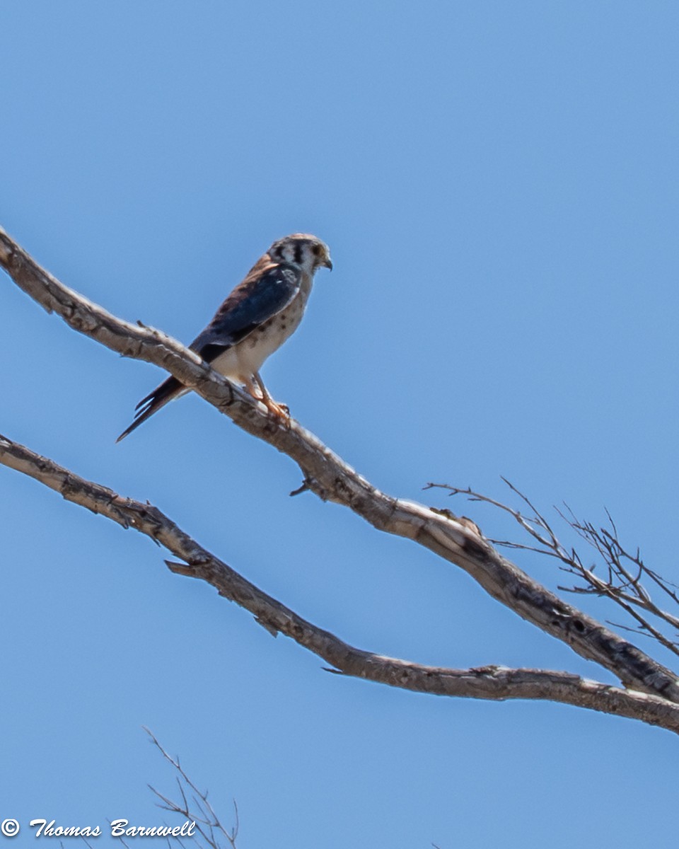 American Kestrel - ML642728626