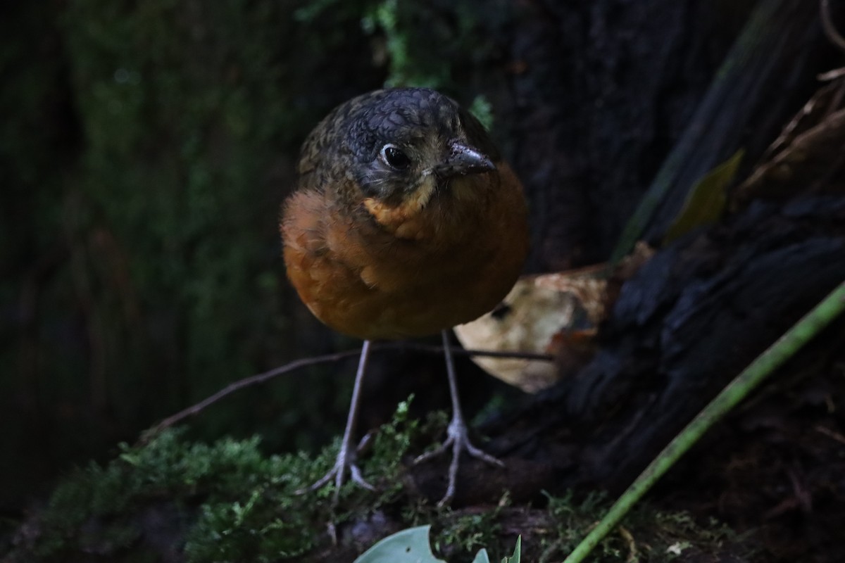 Scaled Antpitta - ML642728627