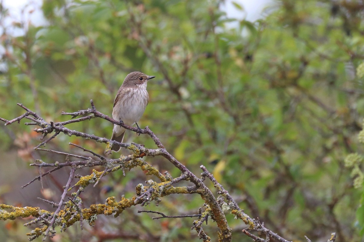 Бөртөт намнаахай - ML642728635