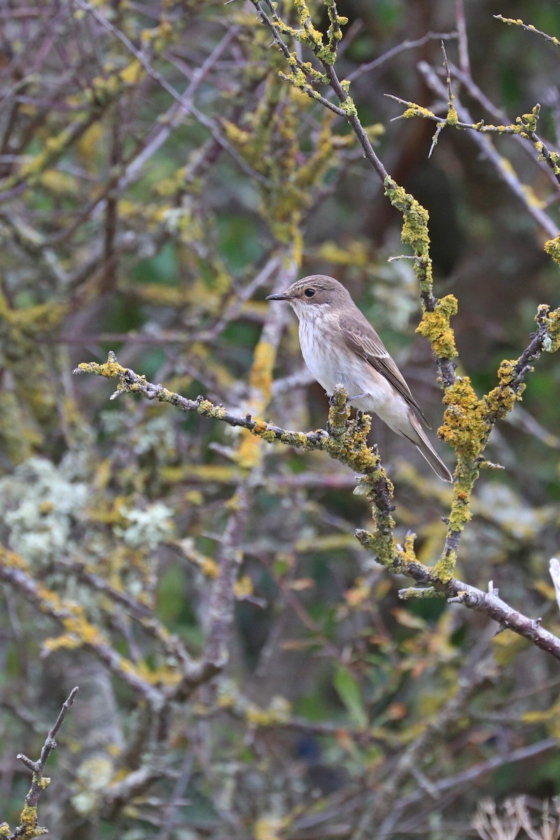 Бөртөт намнаахай - ML642728636