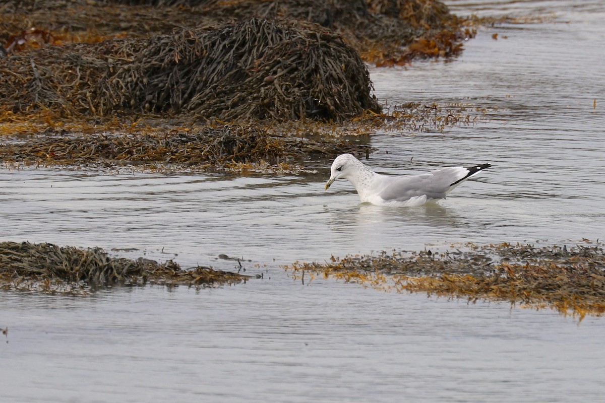 Үүлэн цахлай - ML642728655