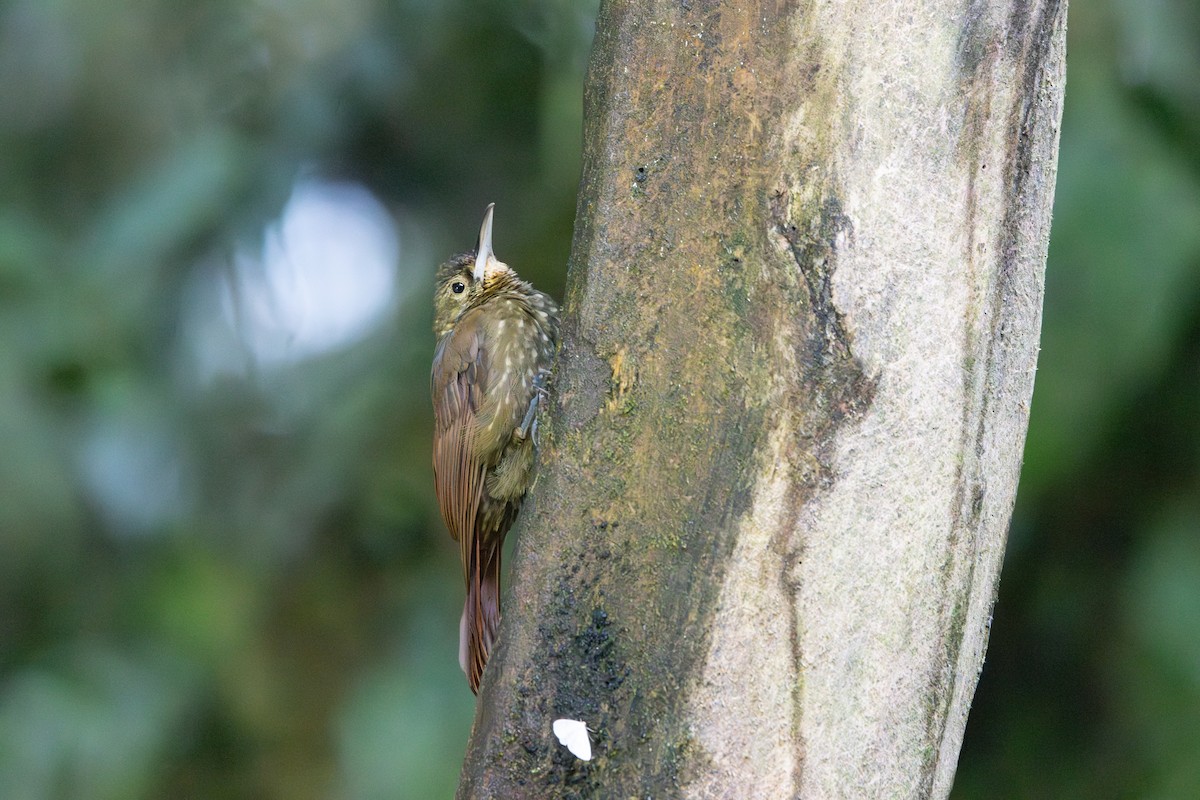 Spotted Woodcreeper - ML642728659