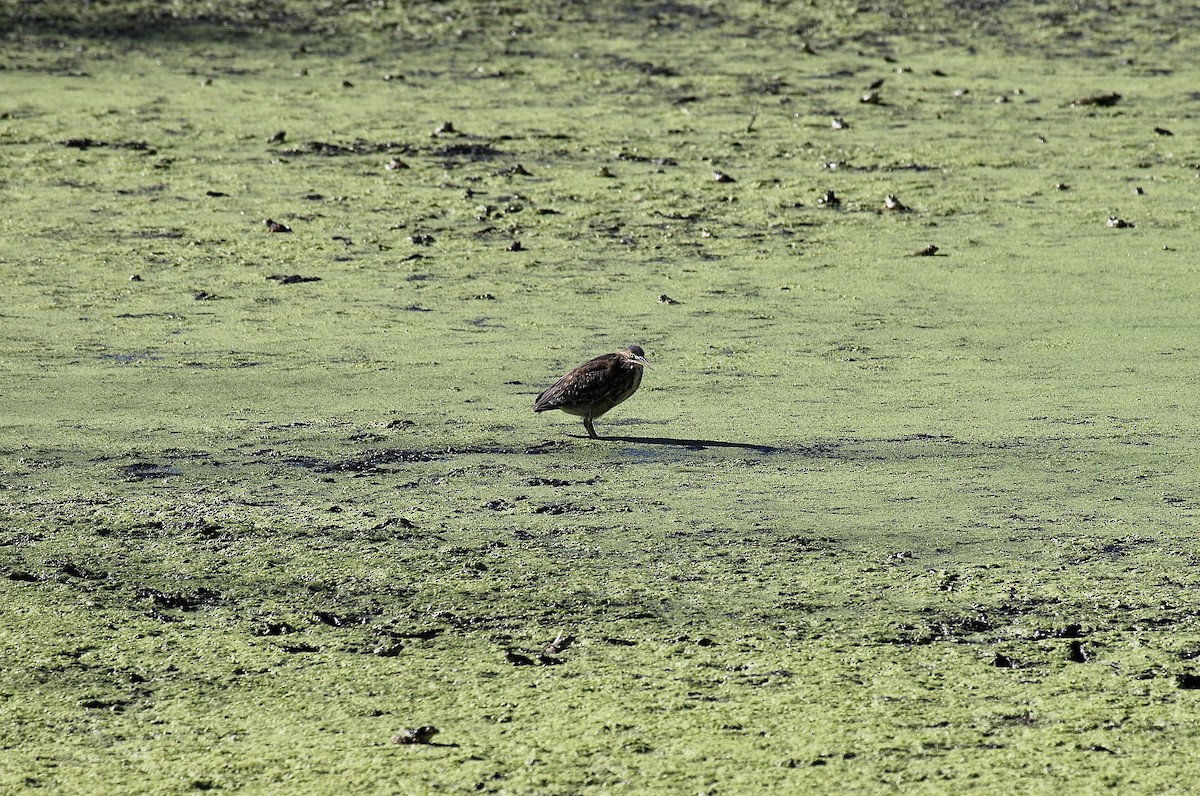 Green Heron - ML642728666