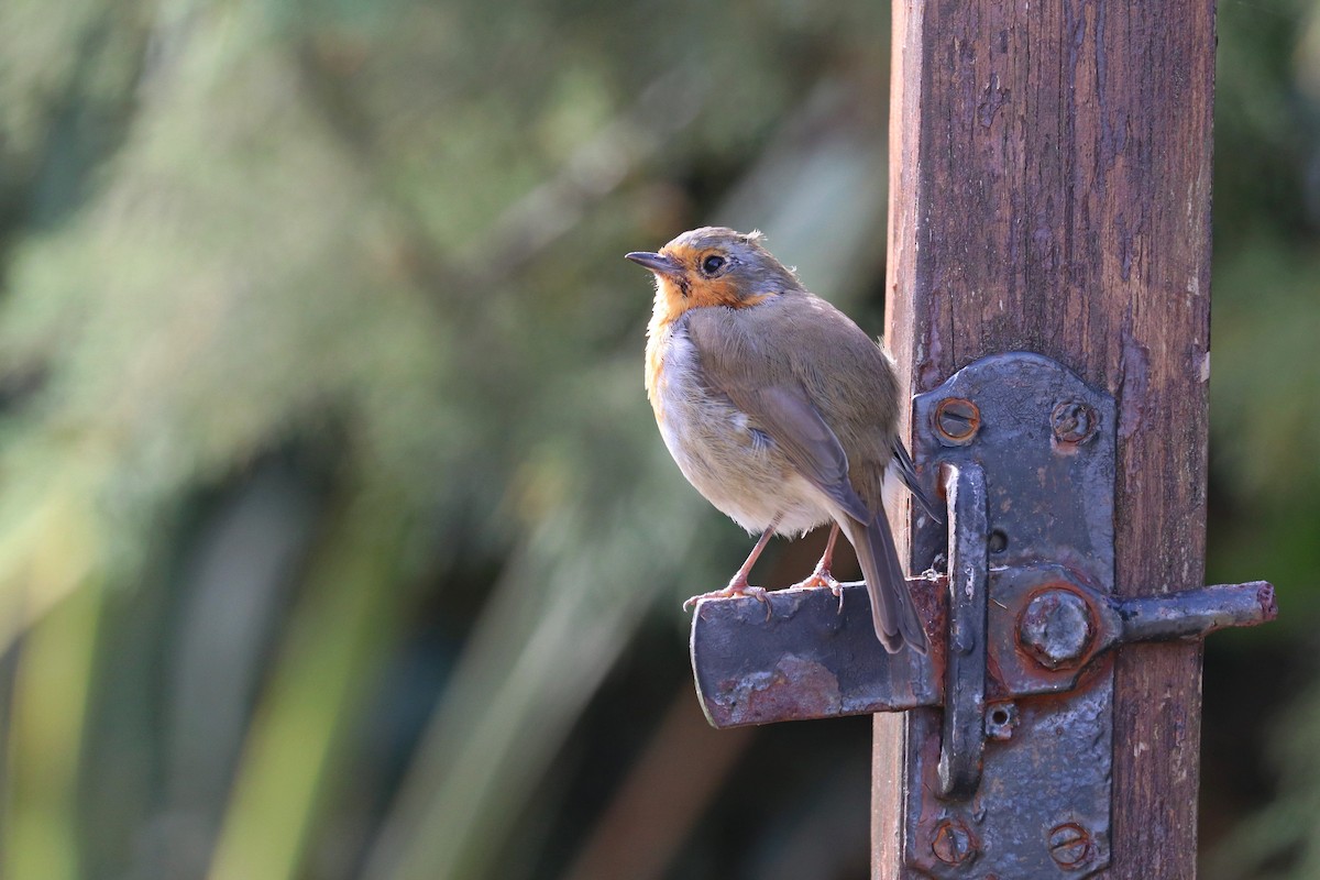 Өрнийн зээрд омруут - ML642728670