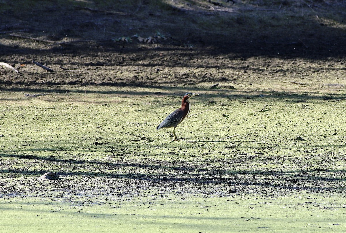 Green Heron - ML642728672