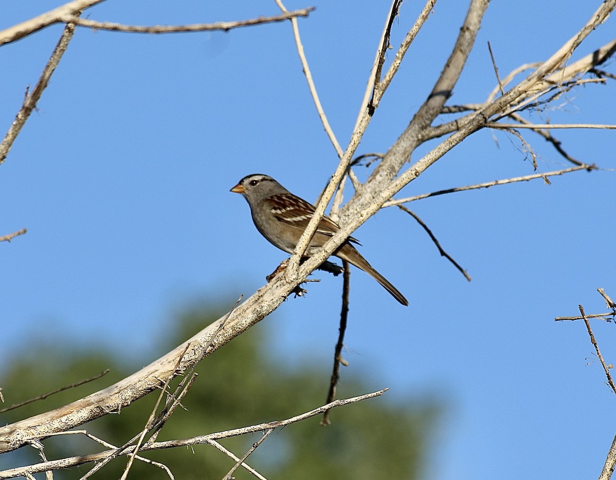 White-crowned Sparrow - ML642728685
