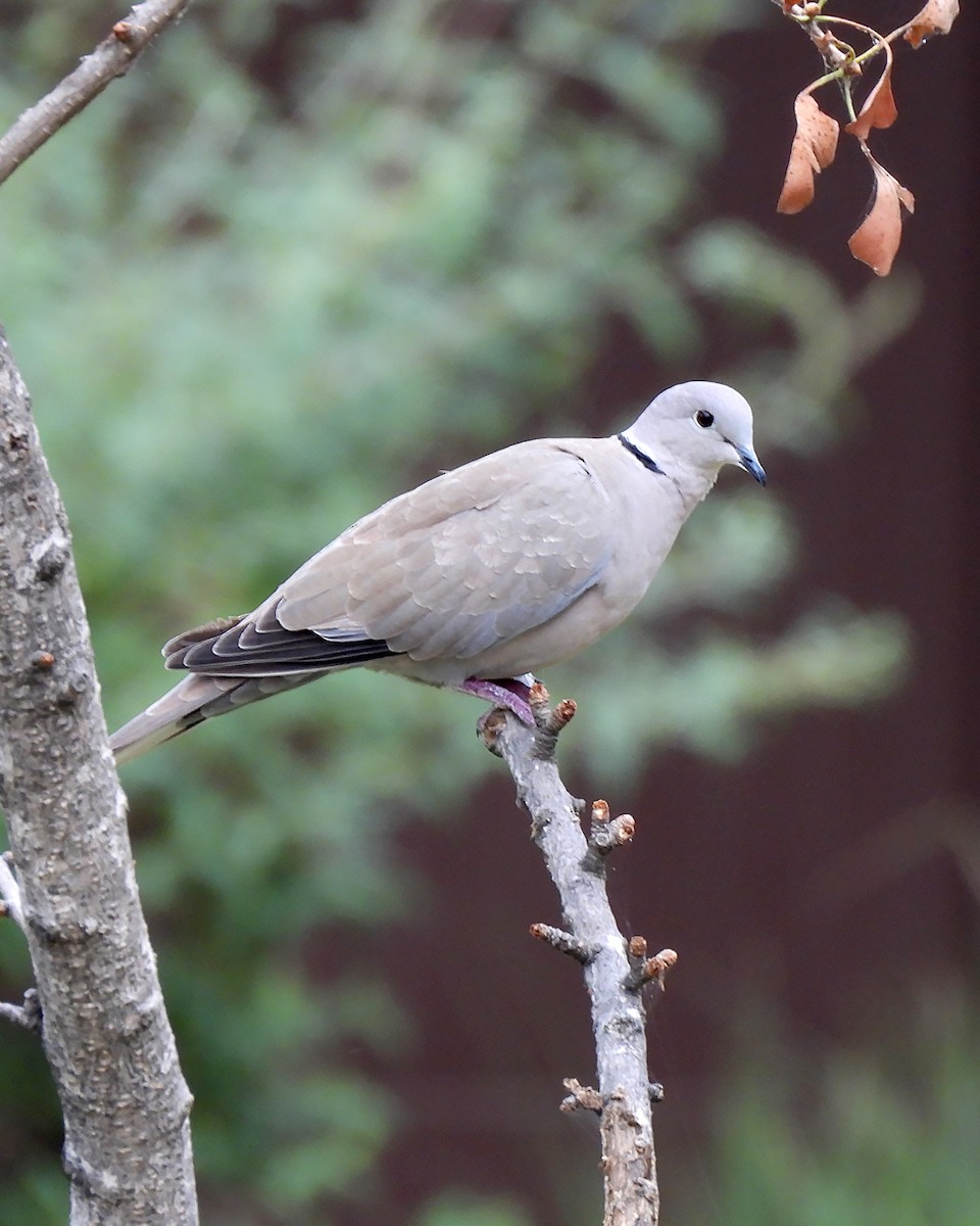 Eurasian Collared-Dove - ML642728686