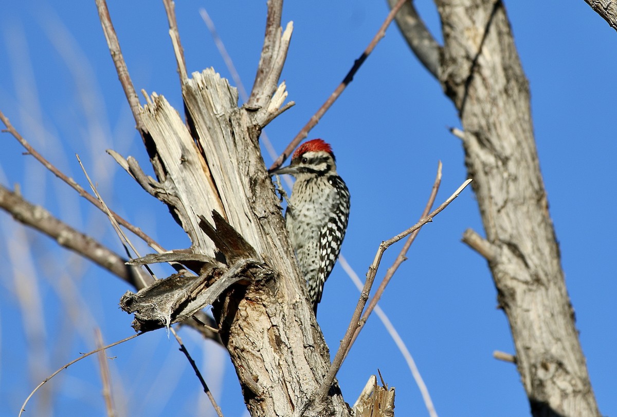 Ladder-backed Woodpecker - ML642728699