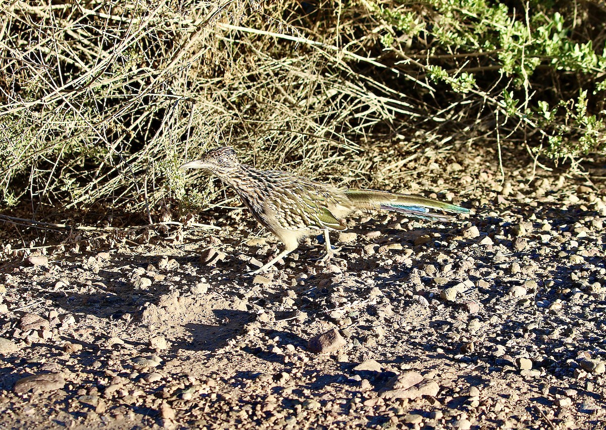 Greater Roadrunner - ML642728712