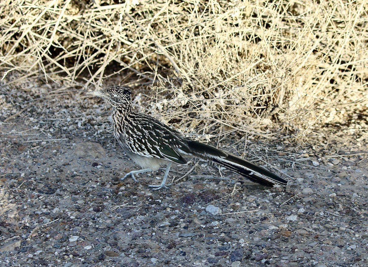 Greater Roadrunner - ML642728721