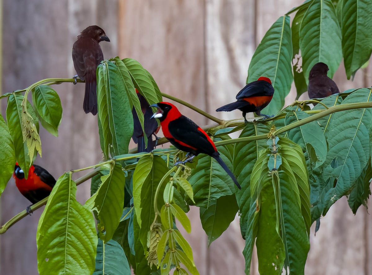 Masked Crimson Tanager - ML642728741