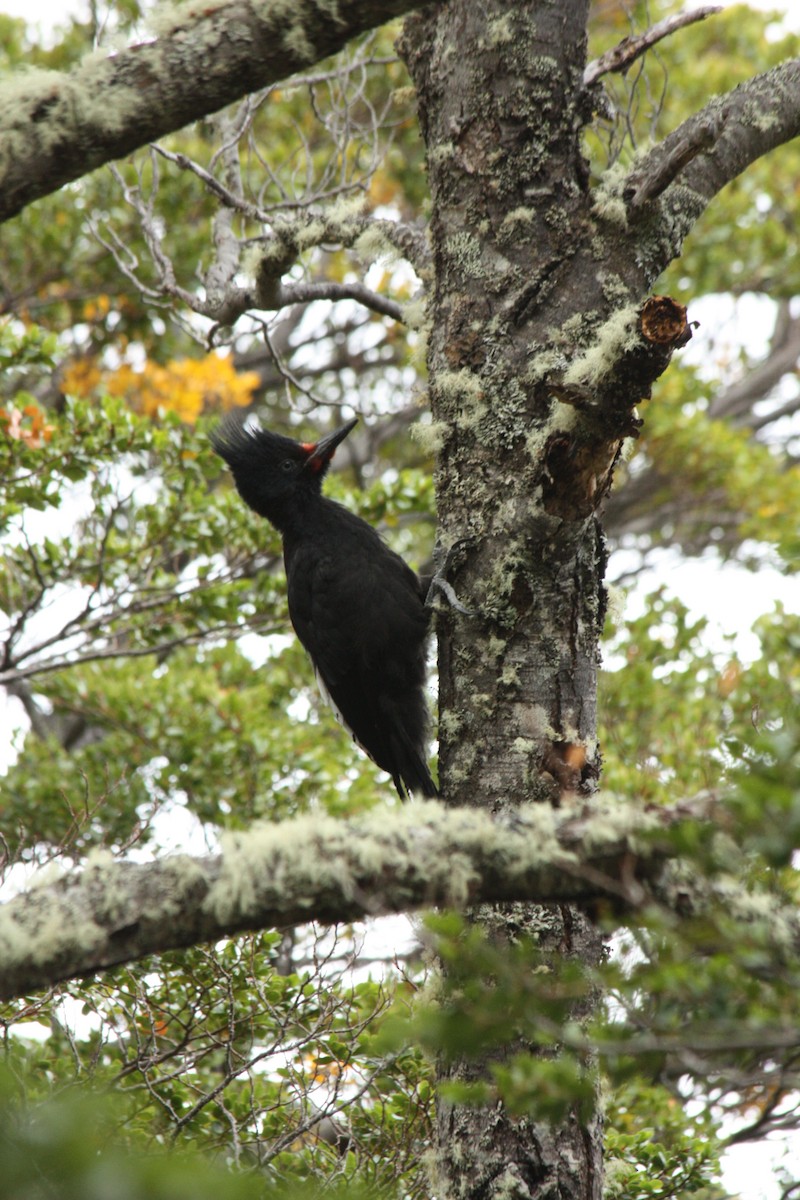Magellanic Woodpecker - ML642728754
