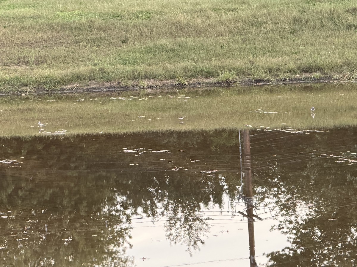 Solitary Sandpiper - ML642728781