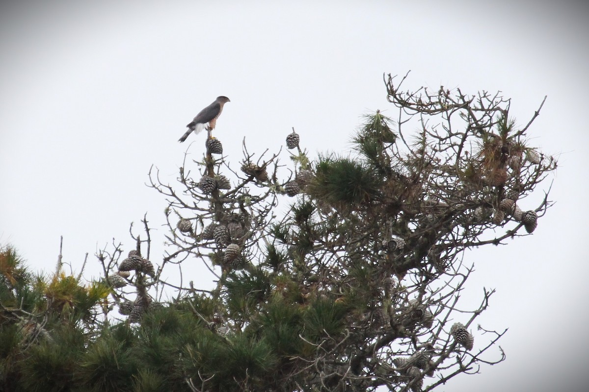 Cooper's Hawk - ML642728784